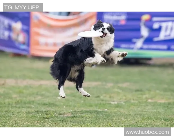 北京飞盘队在极限运动世界杯中的团队协作表现分析与点评
